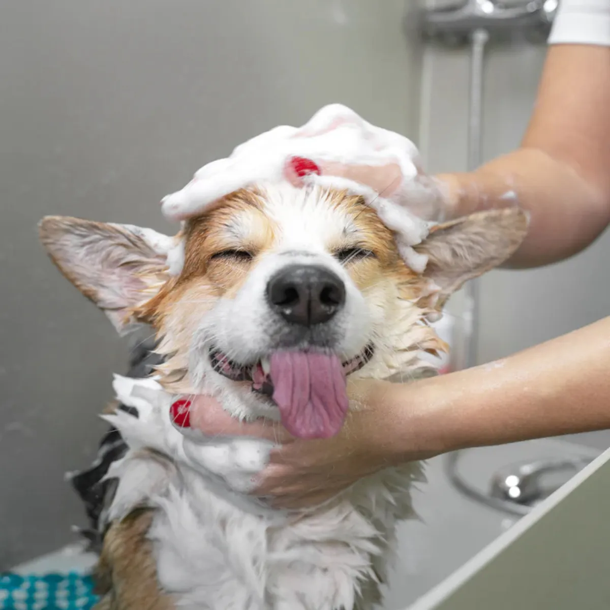 A Village Pet & Feed self-serve pet wash customer, a corgi, smiles as he gets a good scrub featured in the Momentus Capital holiday gift guide to support small businesses as a pet gift idea for dogs and cats.